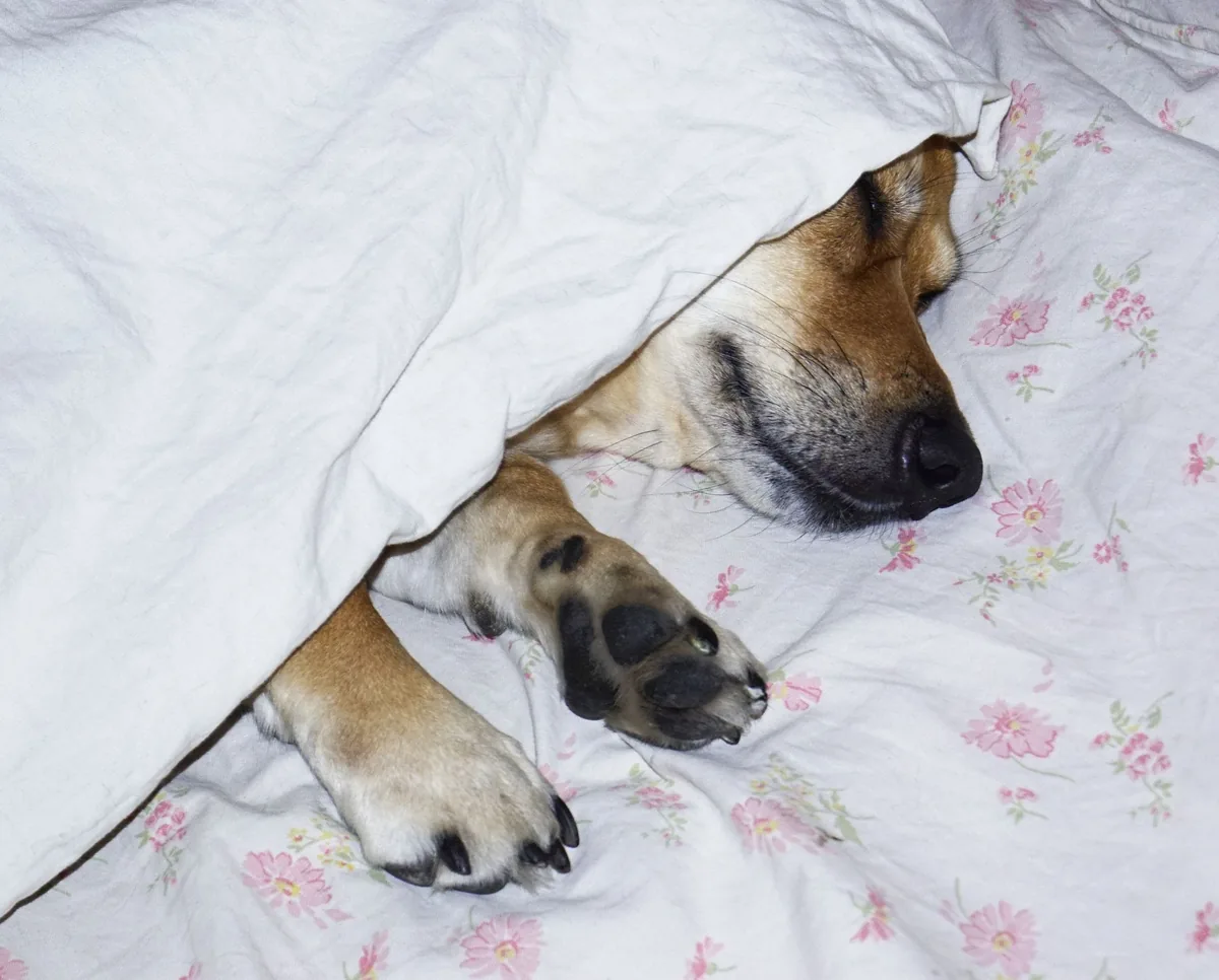Peaceful dog sleeping under a cozy blanket