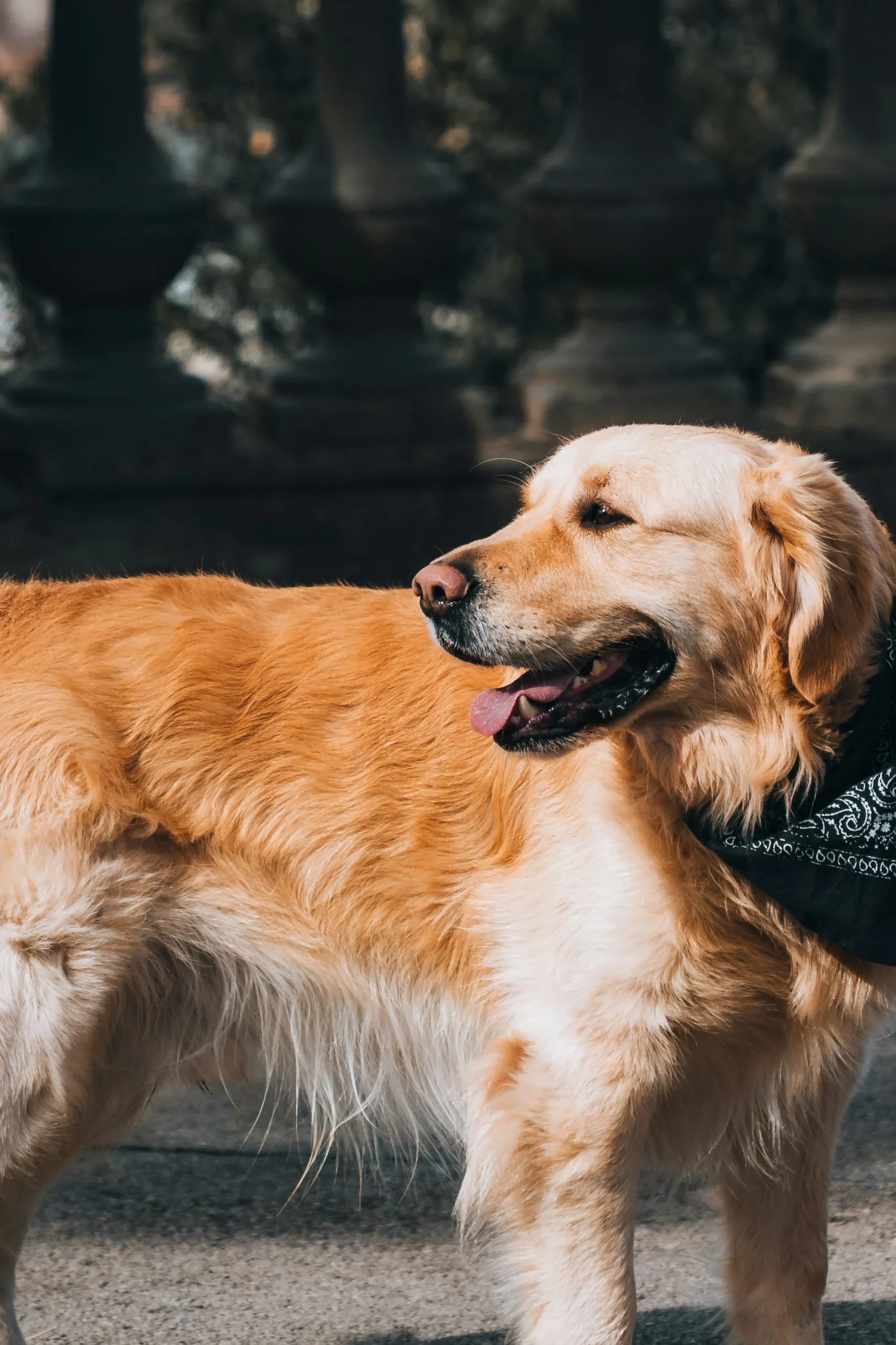 Golden retriever wearing a bandana in warm golden-hour light