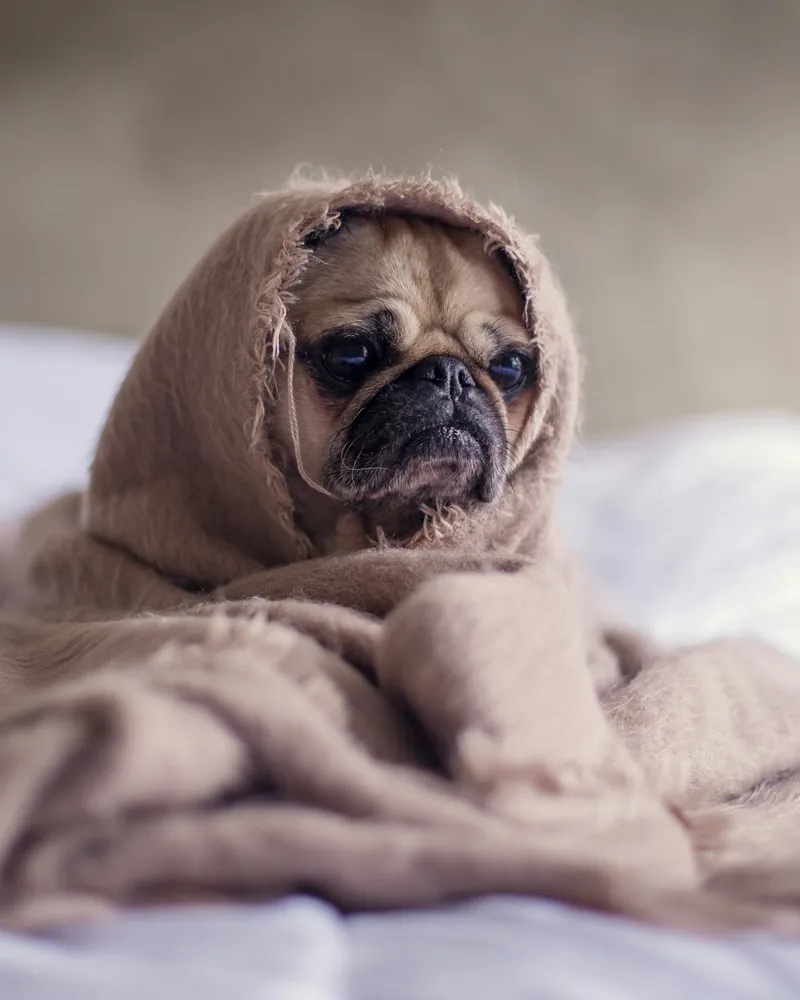 Pug snuggled in a cozy hooded blanket