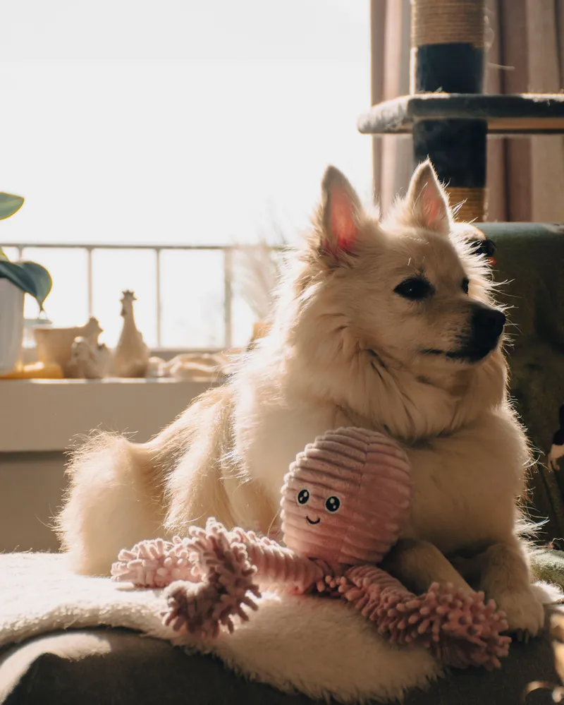 Fluffy dog playing with a plush toy in warm sunlight